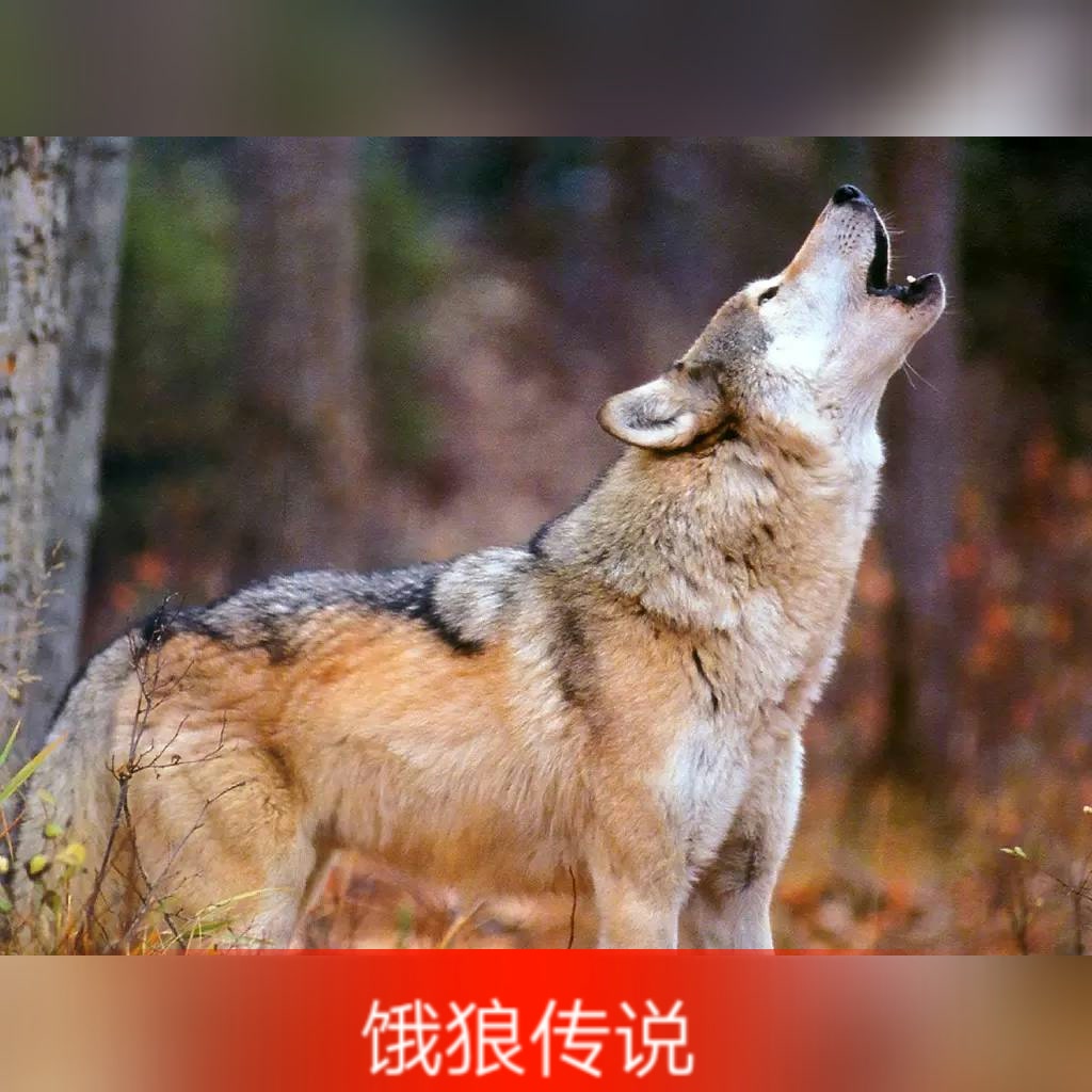 快手直播