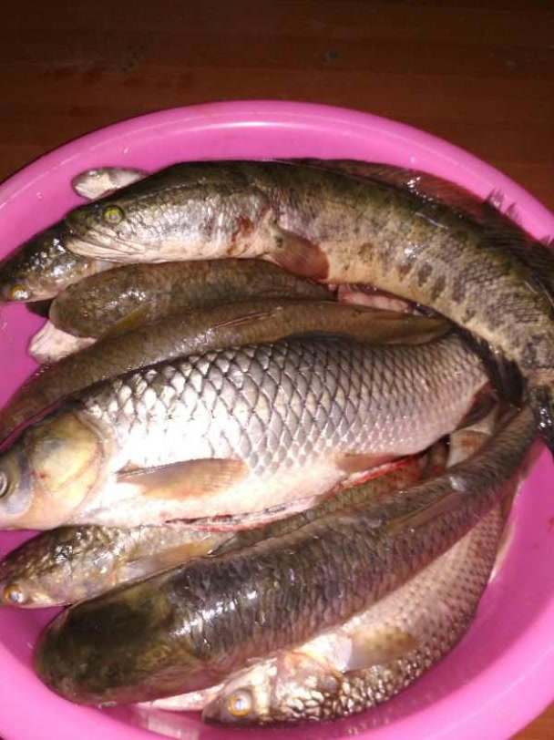 好几种鱼 1126        赞 1月前