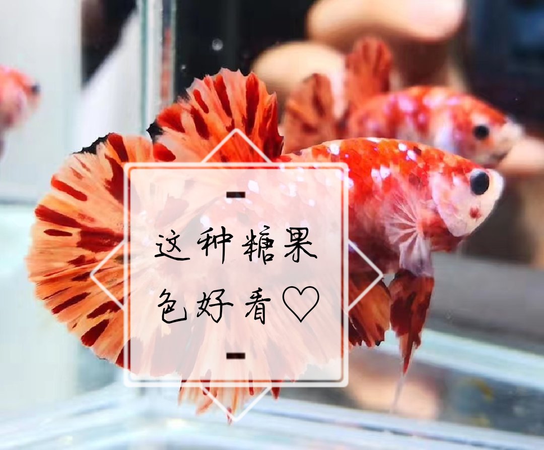 觀賞魚#他還在,一條糖果將軍 - 王小九的魚97的快手