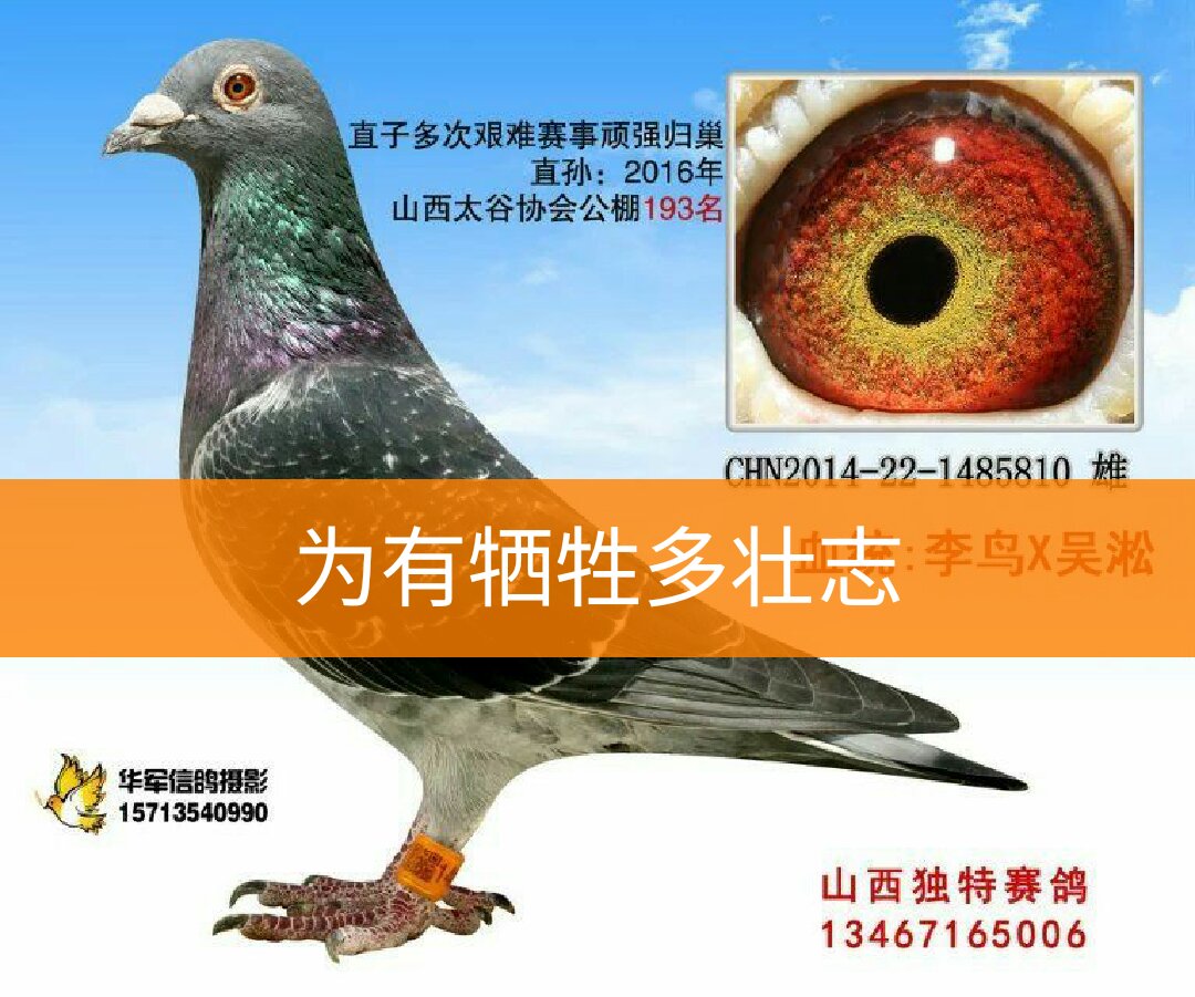 〈盖比传奇〉山西独特赛鸽