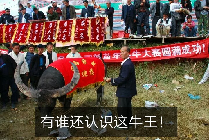 晓忠爱斗牛丶〖贵州〗的主页-快手直播