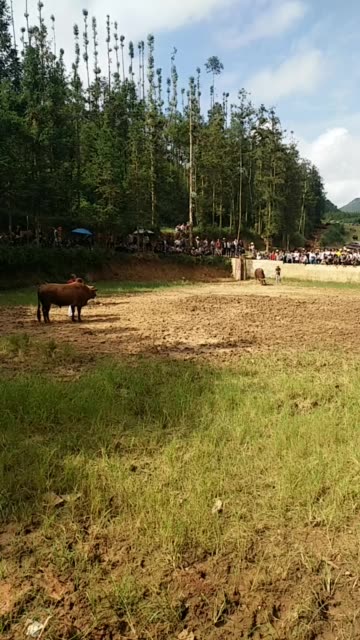 老海底明牛小乌打平远街丽江牛看看那个才是牛王 2822        赞