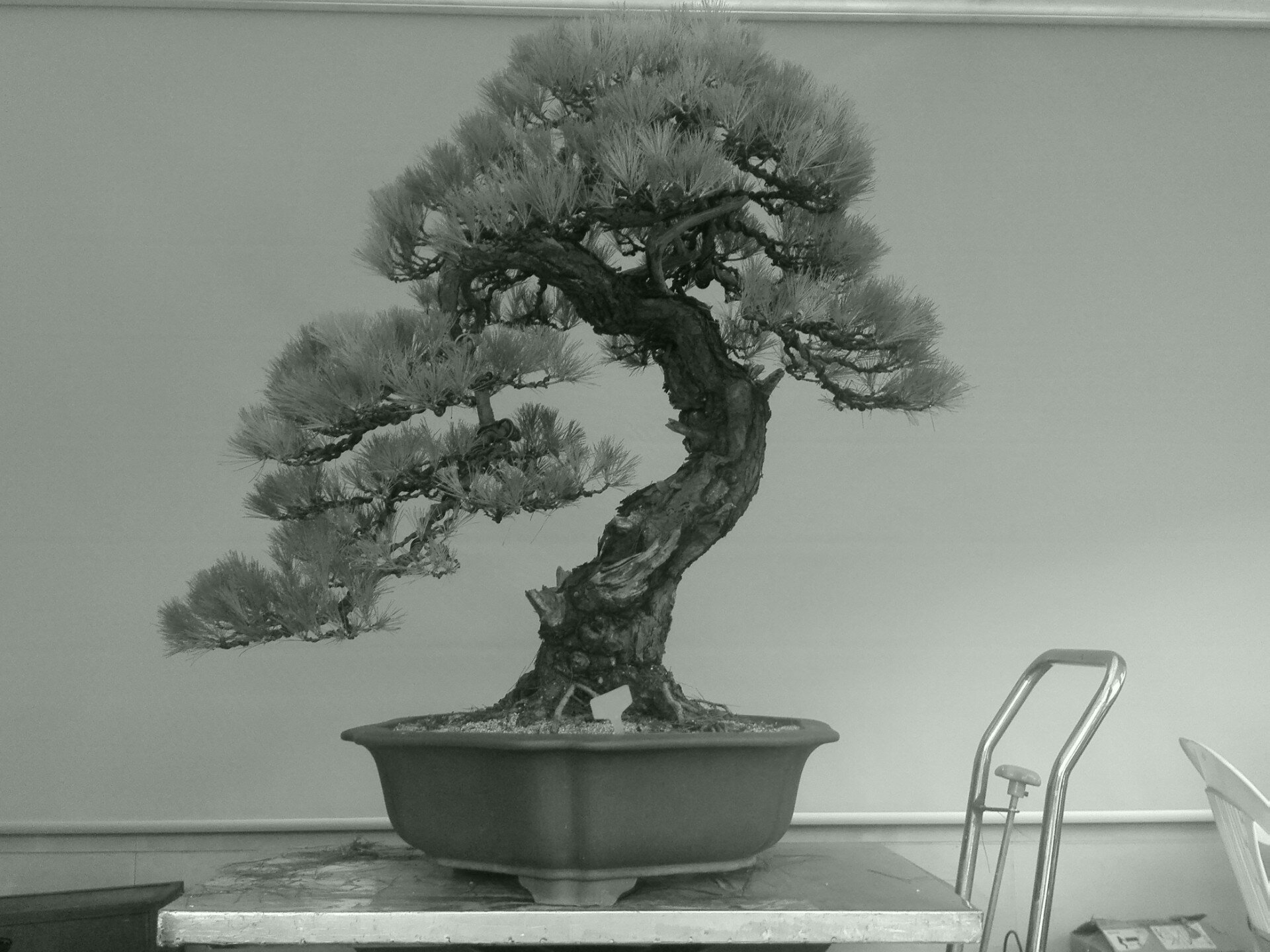 张旭明盆景的主页-快手直播