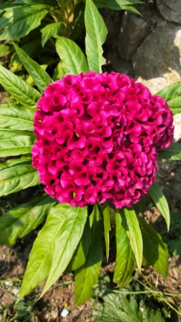 东北盈盈的主页-快手直播