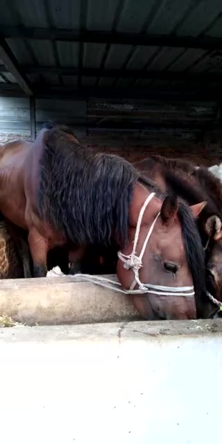 卖儿马子,五岁口,一米六高. 203        赞 2周前