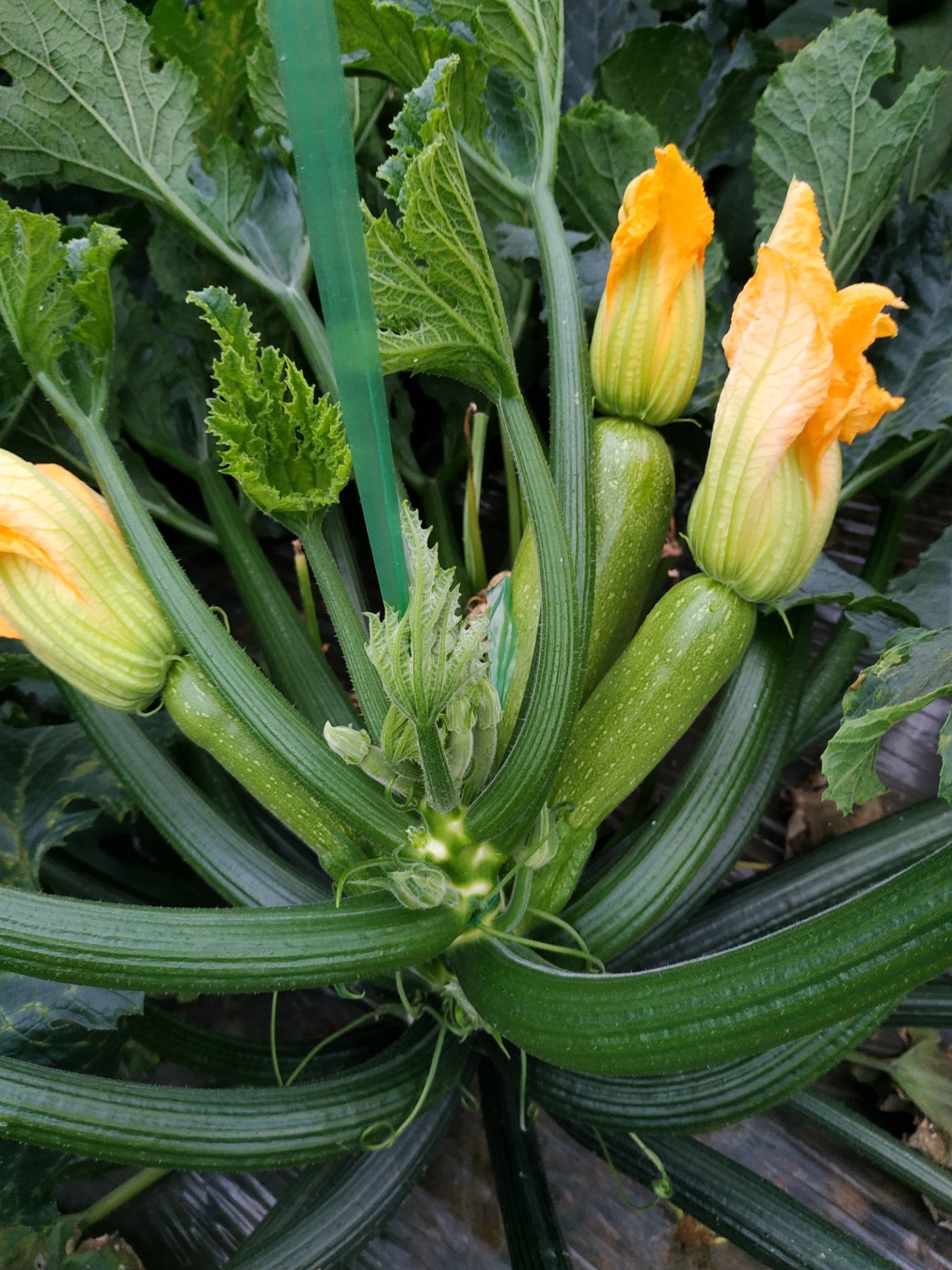 秋延迟西葫芦吊蔓可以提质增产 578       赞                   评论