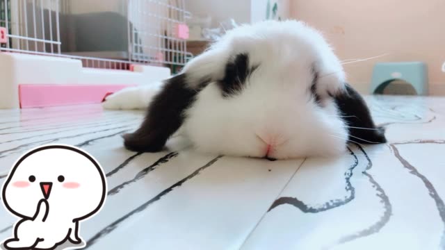 元宝是只蠢萌兔ζ.的主页-快手直播