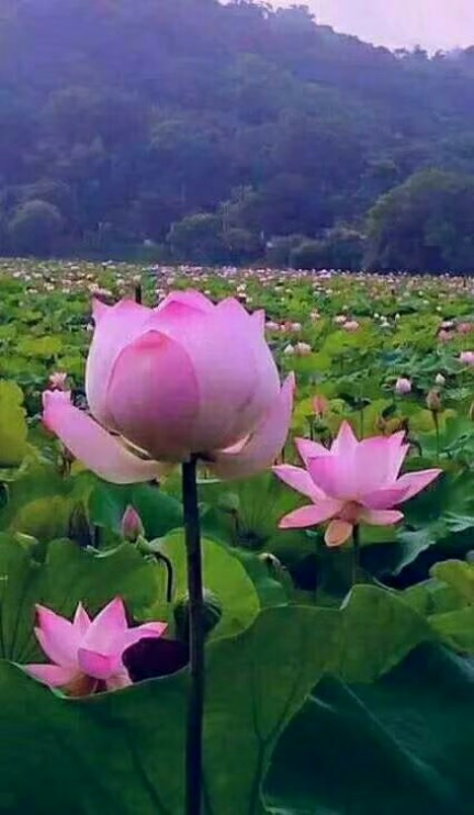 香香妙喜师父佛国宝宝