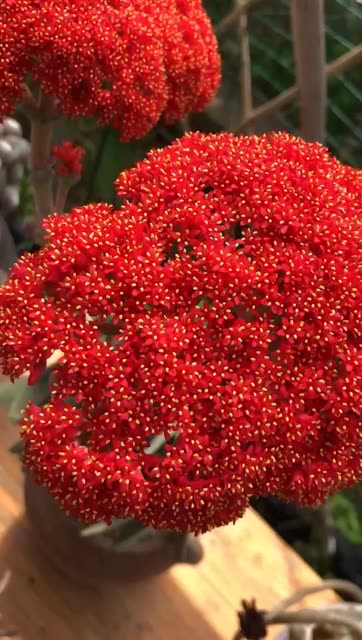 神刀开花太美了!