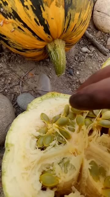 新疆北屯峰儿的主页-快手直播