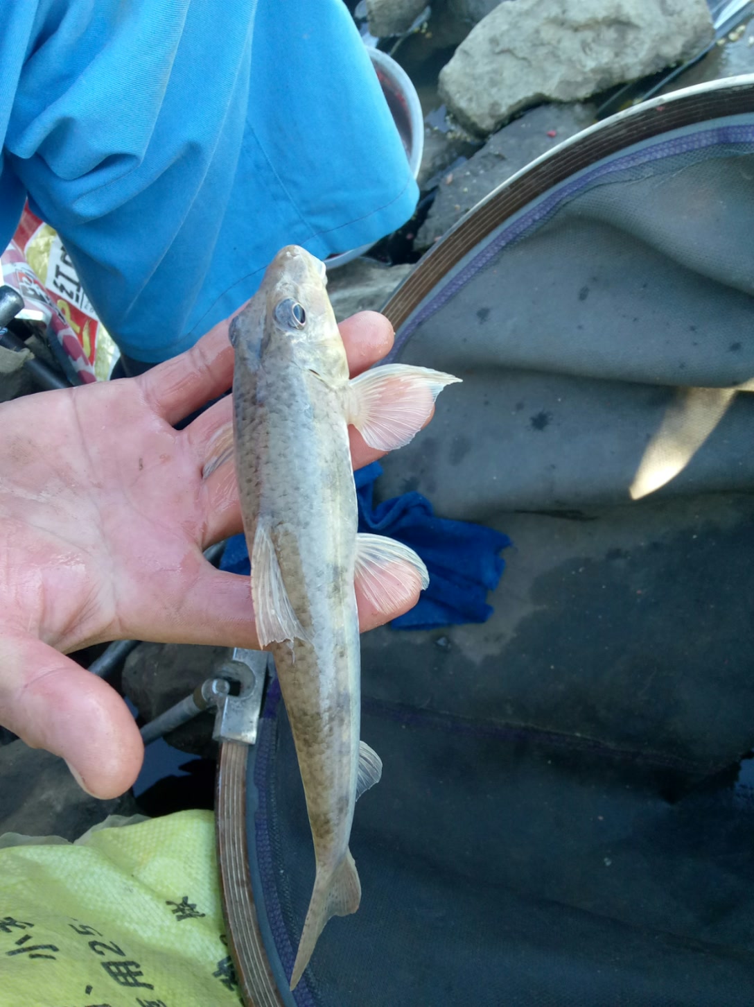 看看这狗头鱼大不,足有二两 147       赞