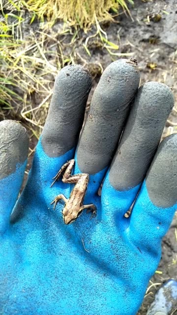 三条腿的青蛙哈哈 870       赞                    评论