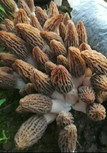 十里桃花羊肚菌的主页-快手直播