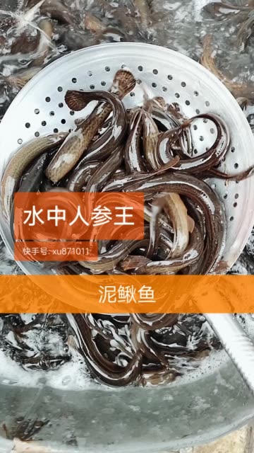 泥鳅王来晚没有了 5842     47 赞                   评论