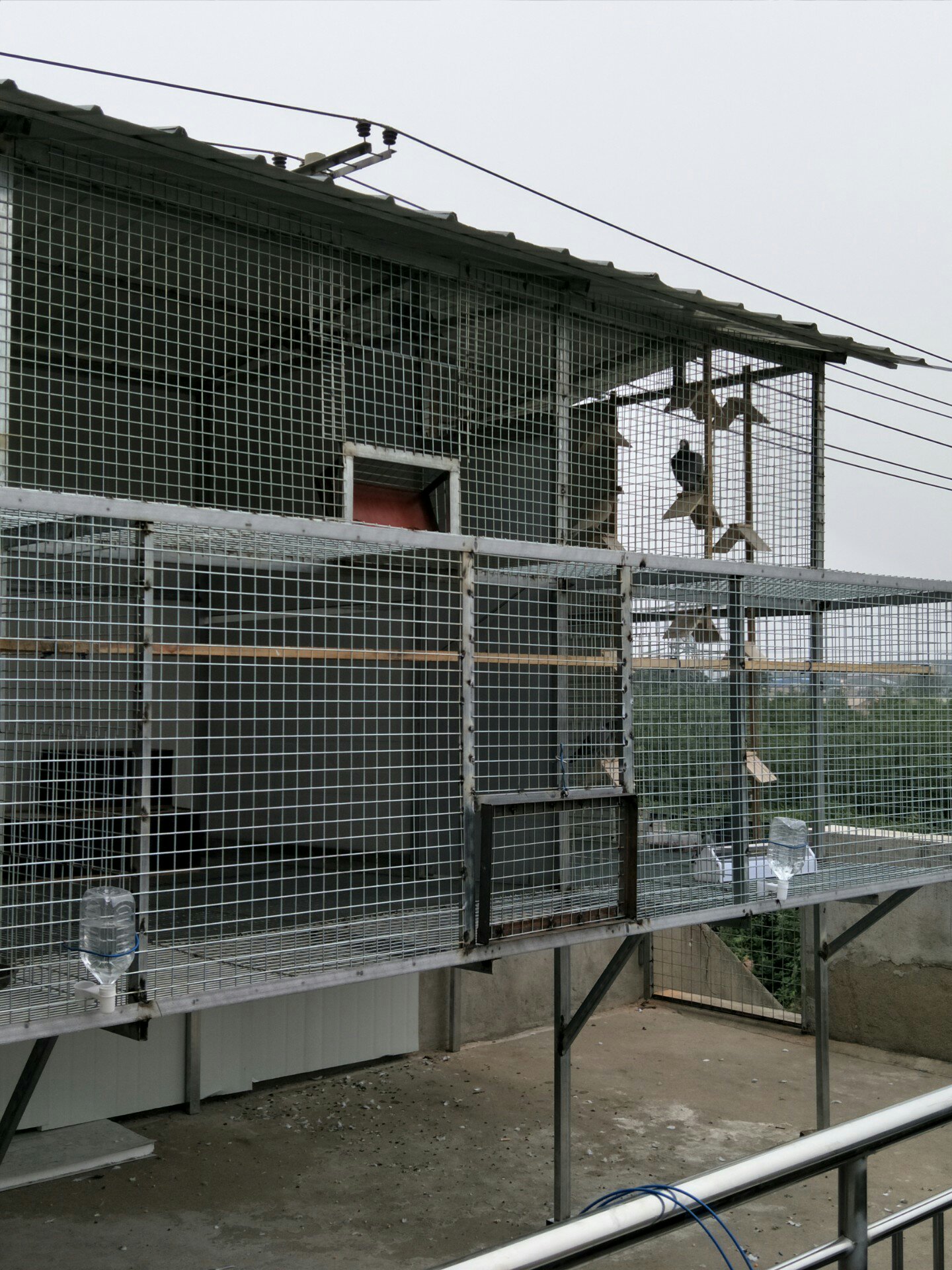 鸽棚建的完毕,自己忙活了一个礼拜. 6月前