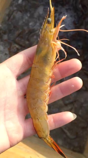 公虾(黄圈子) 664        赞                   评论              4