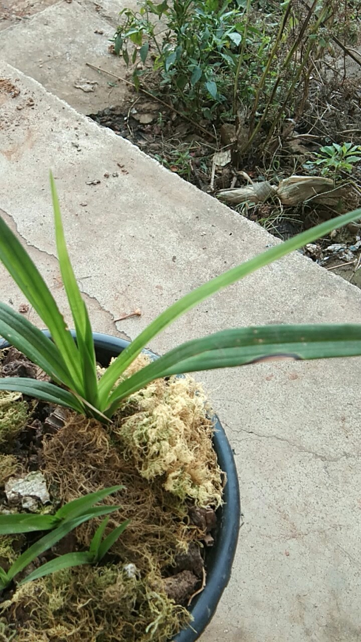 如何看叶甲挑选下山草图片