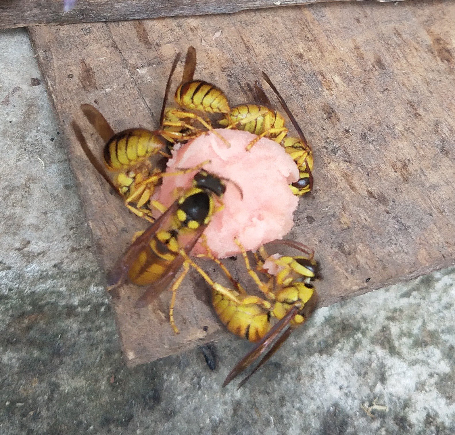 蜂之嘉5s的主页-快手直播