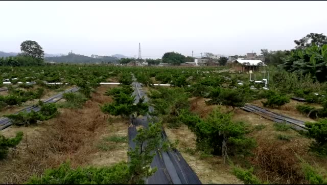 叶宝隆(德霖园艺)台湾的主页-快手直播