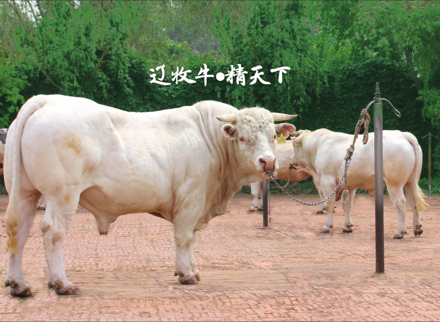 辽牧牛●精天下-快手直播