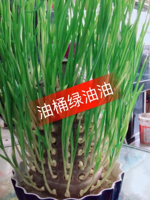 大家好,油桶种大蒜老铁们都学会了吗!  .w  6月前
