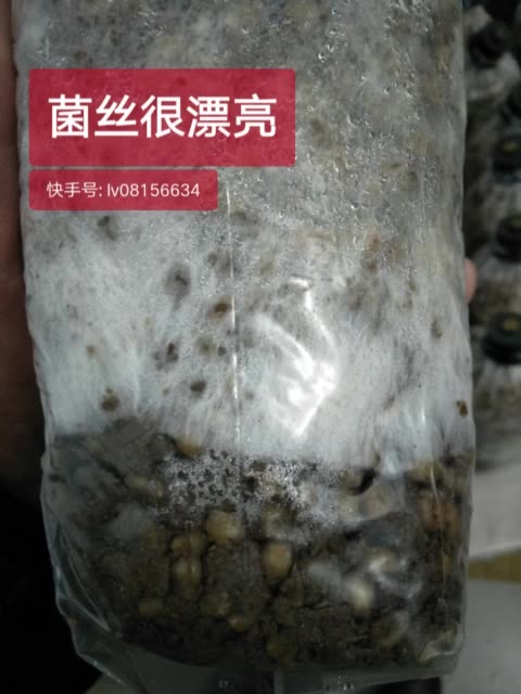 羊肚菌菌丝长的很是整齐,非常漂亮   