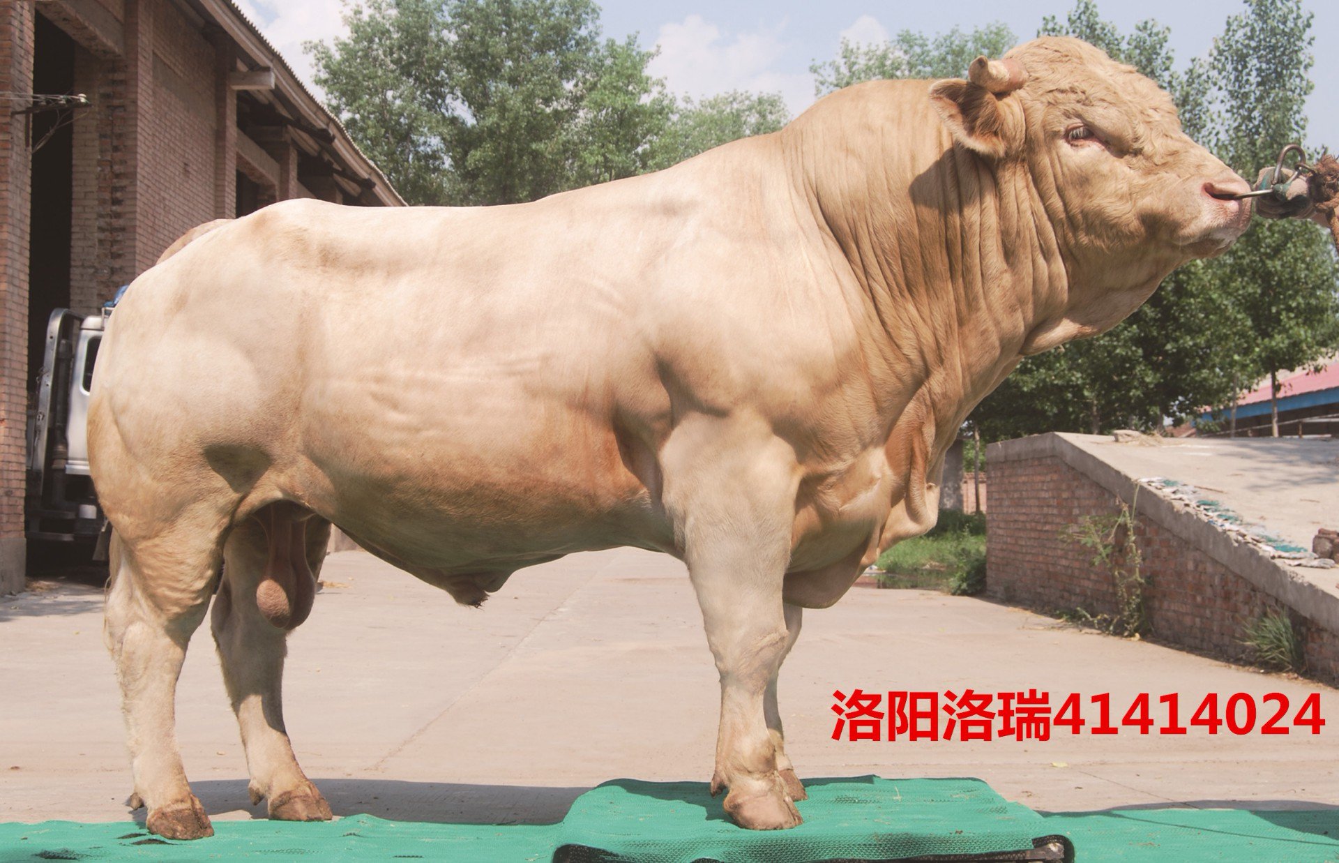 河南白马寺种公牛编号图片