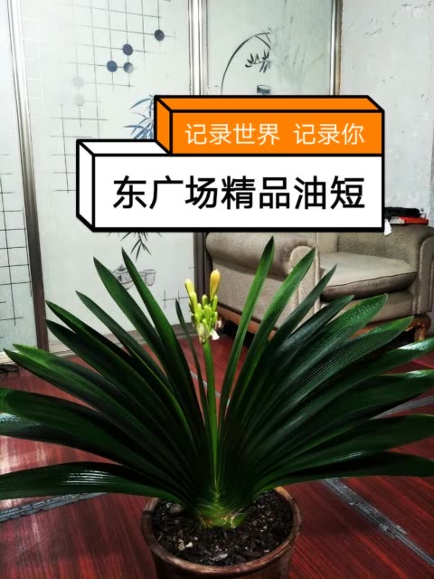 长春君子兰东广场兰苑