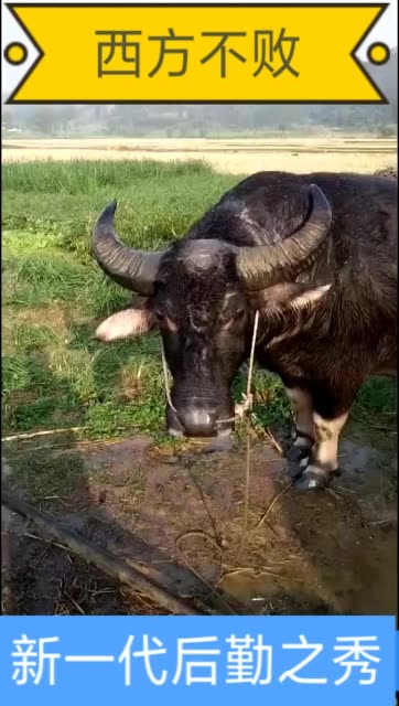 老牛王一个个离开,可是新的牛王又开始不断出战 3周前