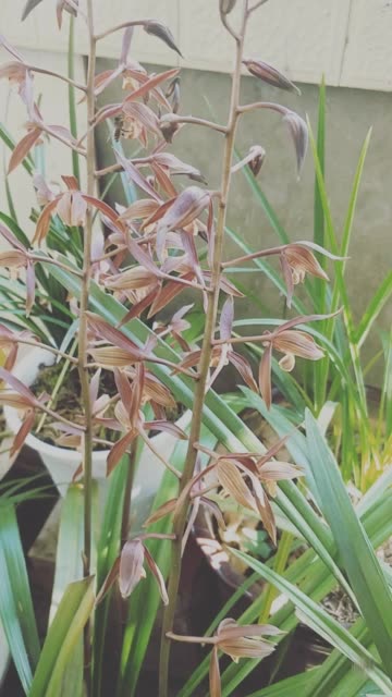 大叶墨兰 2周前