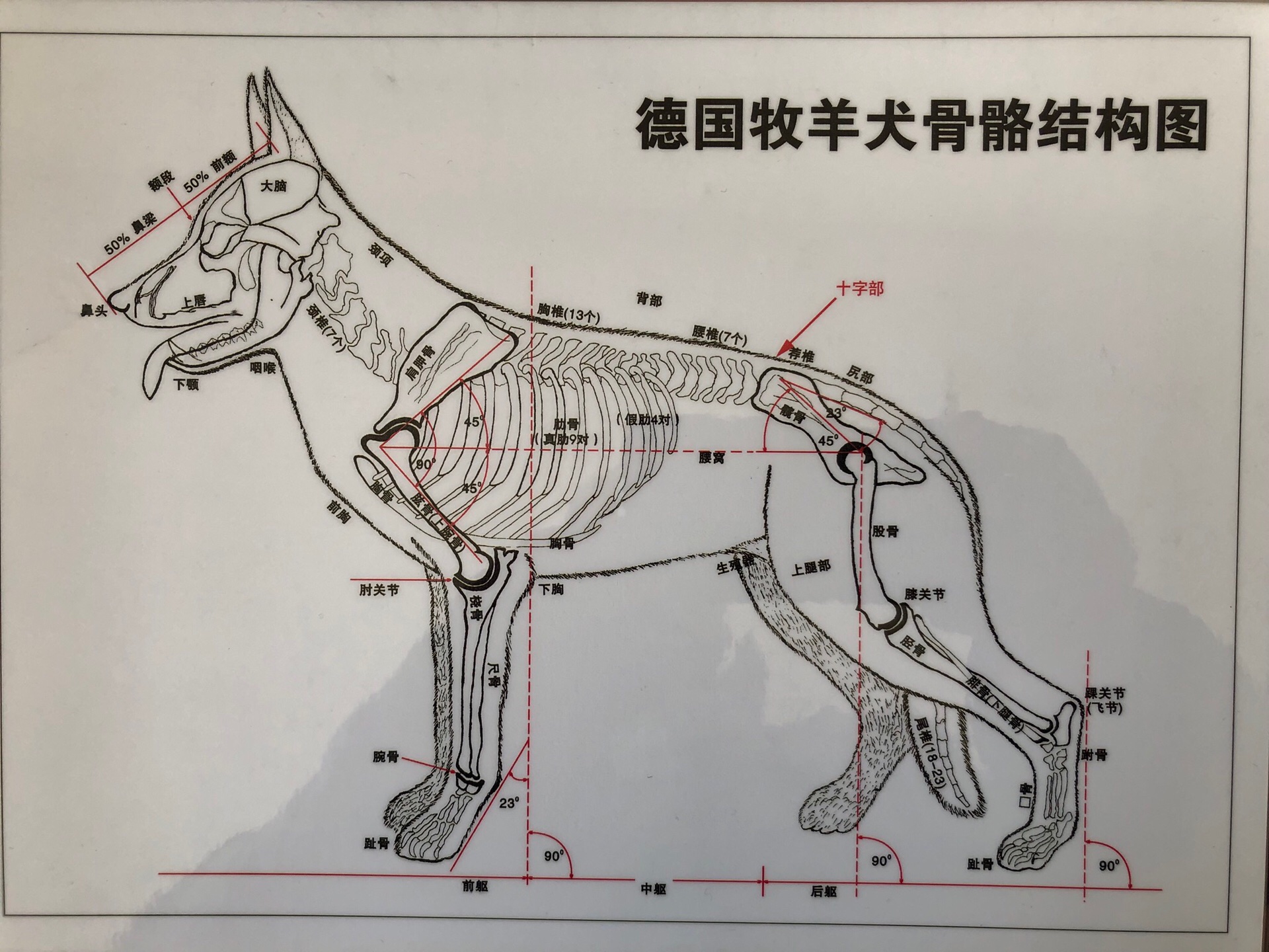 德牧的标准骨骼结构图片