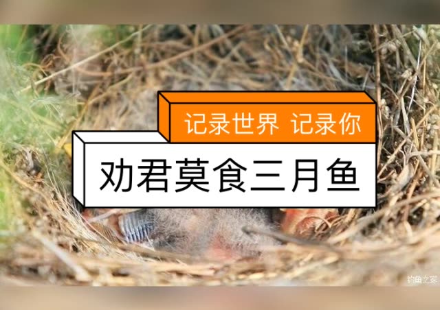 劝君莫食三月鲫,万千鱼仔在腹中.