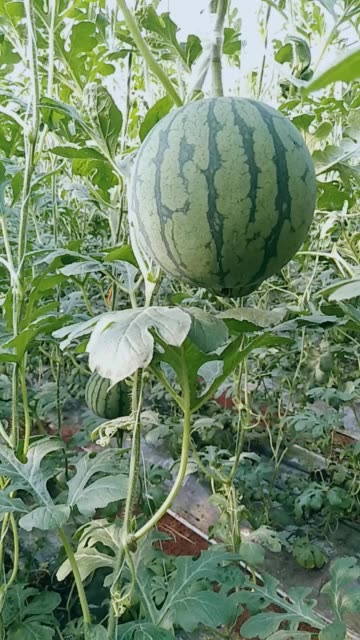 高档蜜童无籽西瓜 2月前