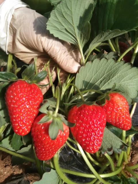 这就是我们七彩绥中的绿色产品无公害的产品 2月前