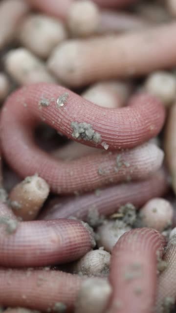 本地人一天能挖沙虫卖600多!  .w  1月前