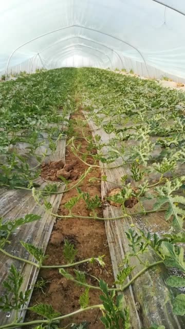 vvvv976我是崔磊-快手直播