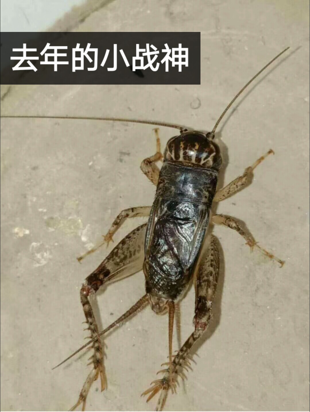 河北沧州蟋蟀杨兵的主页-快手直播