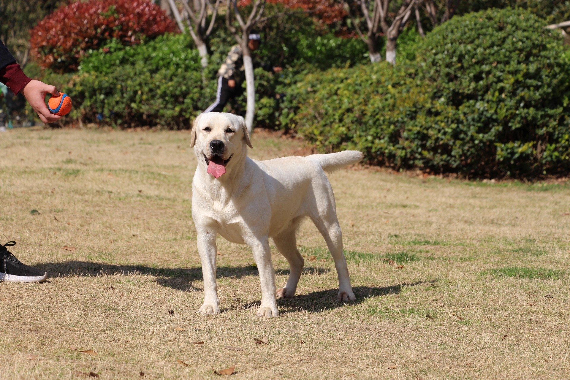 cku-徐州景悦拉布拉多