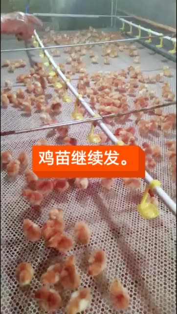 aaa呈飞鸡苗孵化场