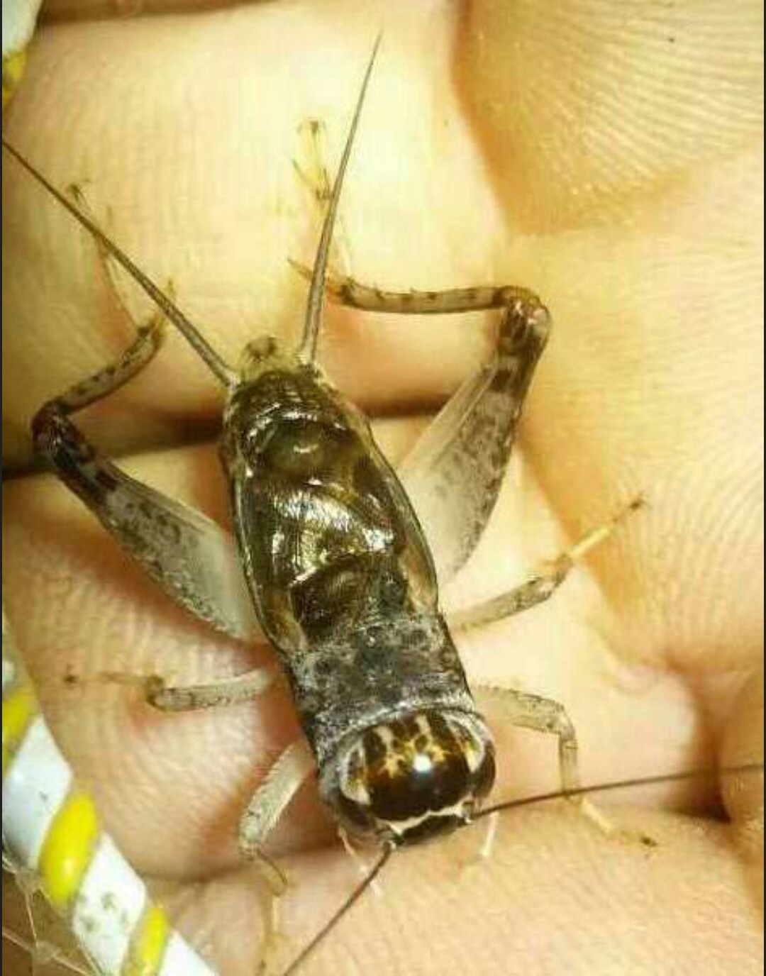 河北沧州蟋蟀杨兵的主页-快手直播