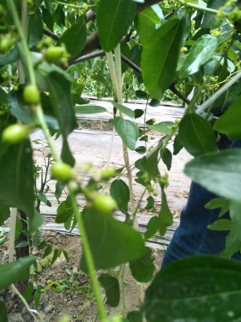 下盘花子少,枣变的快,外围花子多,成了枣灾了 3天前