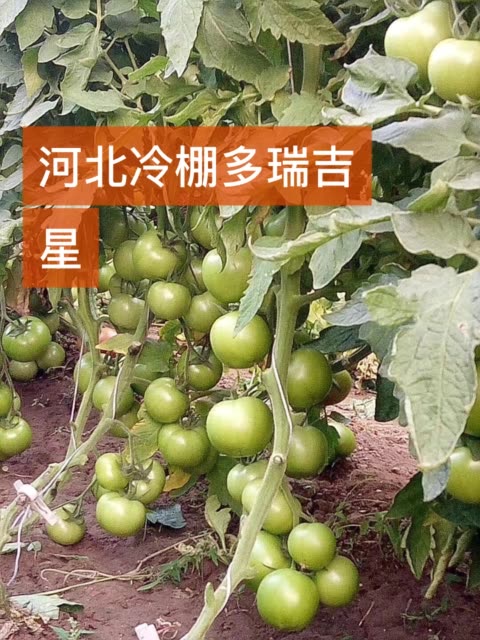 多瑞吉星,效果自己看,河北冷棚种植多瑞吉星,产量高,抗性好,咨询加