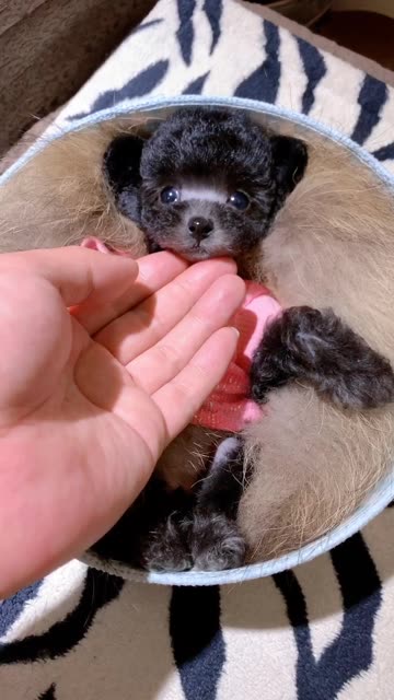 快手宠物天团 #你最最最重要 #神奇动物在这里 #快手宠物