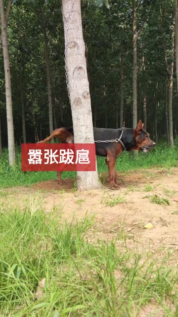 微博搜索
