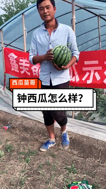 西瓜苗哥的微博 微博