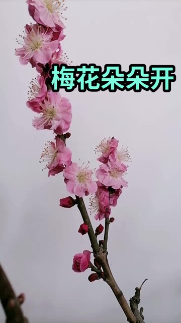微博搜索 微博搜索
