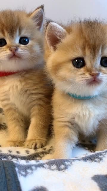 快手#@快手 l就叫我猫哥的快手视频